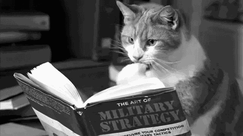 A cat reading a book